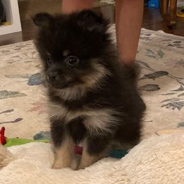 Arnie - Black and tan male Pomeranian puppy in Danielsville, Georgia from PassionatePomPoms