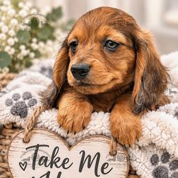 Mr. Green-2200 - Dapple male Dachshund puppy in Sparr, Florida from From the Heart Doxies