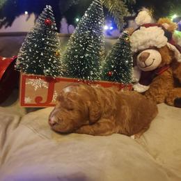 Topaz - Red  female Goldendoodle puppy in Freedom, New York from Samantha's Goldendoodles