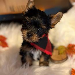 Beanie (Purple collar) - Black and tan male Yorkshire Terrier puppy in Riverbank, California from Yorkie_Wonderland and Stud Services