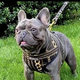 Porkchop - French Bulldog