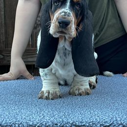 Basset Hound Puppies from Blue Coast Bassets