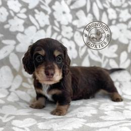 Bear - Chocolate and cream male Dachshund puppy in Monroe, North Carolina from Dogwood Doxies