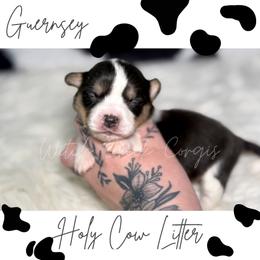 Guernsey - Blue merle and white female American Corgi puppy in Greenwood, Indiana from Witch Creek Corgis