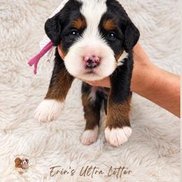 Sienna - Tri-color female Bernedoodle puppy in Norcross, Georgia from Teddy Puppies