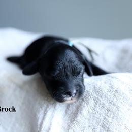 Brock - Black male Cockapoo puppy in Canastota, New York from Silver City Cockapoos