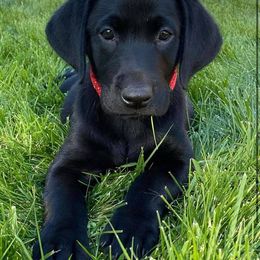 Labrador Retriever Puppies from Solano Retrievers