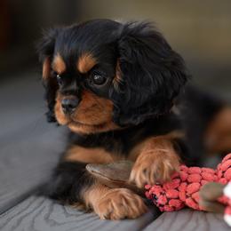 Cavalier King Charles Spaniel Puppies from Avion's Cavaliers