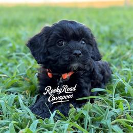 Porky - Black male Cavapoo puppy in Nashville, Arkansas from Rocky Road Puppies