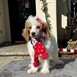 Girl 1 - Parti female Poodle puppy in San Diego, California from Goldendoodles & Poodles of San Diego