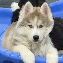 Honor - Gray and white male Siberian Husky puppy in East Tawas, Michigan from BurnsBerg's Woolies