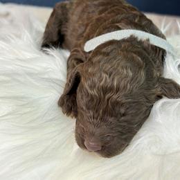 Gray - Crystal - Chocolate female Goldendoodle puppy in Cleveland, Georgia from The O.G. Doodles