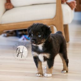 Miniature Australian Shepherd and Toy Australian Shepherd Puppies from Hydden Aussies