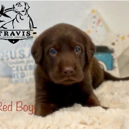 Labrador Retriever Puppies from Travis’ Chocolate Labradors