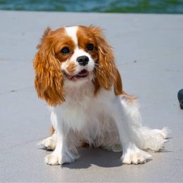 Cavalier King Charles Spaniels from Royal Quin Cavaliers