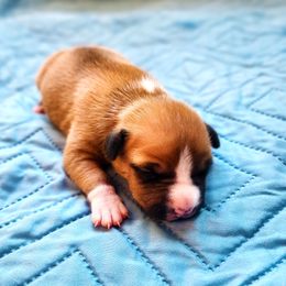 American Staffordshire Terrier Puppies from MDYC Amstaffs