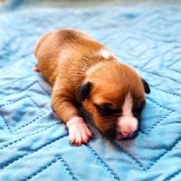 American Staffordshire Terrier Puppies from MDYC Amstaffs