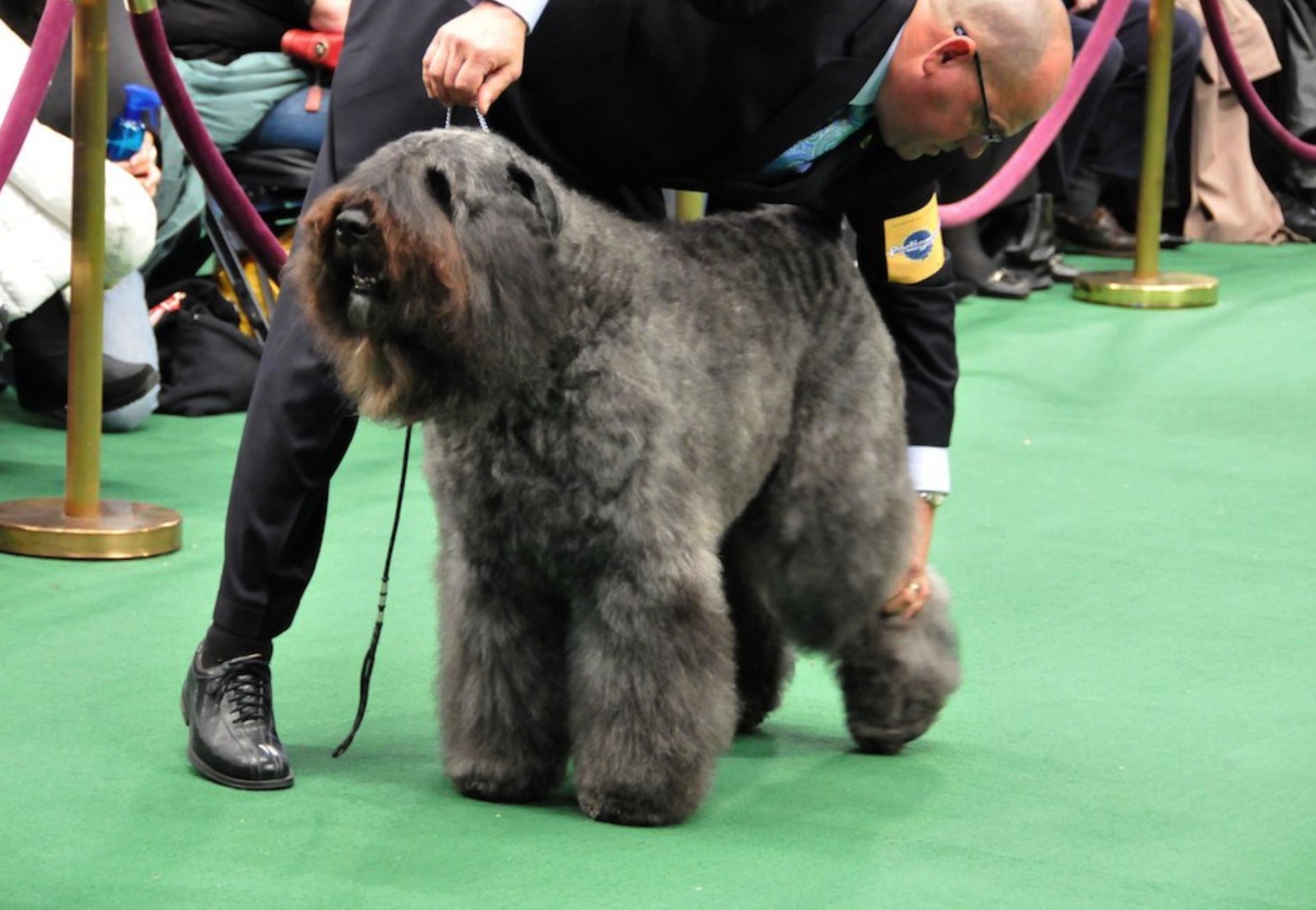 Sleeping Lady Bouviers in Alaska | Bouvier des Flandres puppies | Good Dog