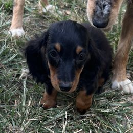 Tyson - Black and tan male Dachshund puppy in Aurora, Missouri from Baileys Precious Puppies