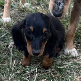 Tyson - Black and tan male Dachshund puppy in Aurora, Missouri from Baileys Precious Puppies