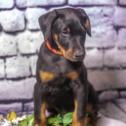 Red boy - Black and rust male Doberman Pinscher puppy in Shelby, North Carolina from IronBee Dobermans