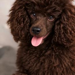 Coco - Poodle