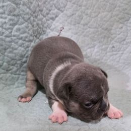Boy 3 - Tricolors male French Bulldog puppy in Cabool, Missouri from Shannon French Bulldogs
