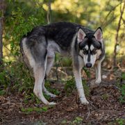 Kilo - Northern Inuit Dog