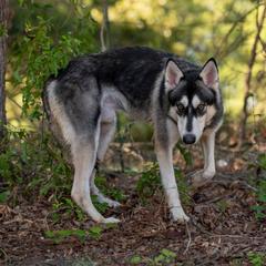 Kilo - Northern Inuit Dog