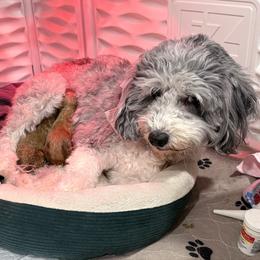 June - Red  female Goldendoodle puppy in Knoxville, Tennessee from Graystone Doodles