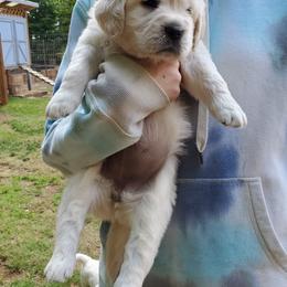Golden Retriever Puppies from Hoekema Homestead Goldens
