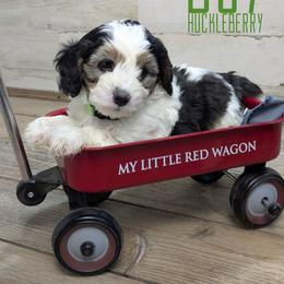 Huckleberry - Tri-color male Bernedoodle puppy in Cambridge, Minnesota from Country Meadow Doodles