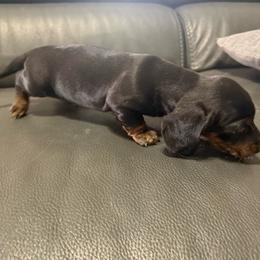 Boy 2 - Black and tan male Dachshund puppy in Buckeye, Arizona from Ryder's Roundup