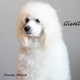Giselle - Poodle