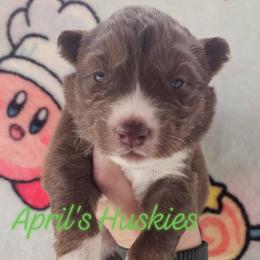 Girl 2 - Red and white female Siberian Husky puppy in Terre Haute, Indiana from April's Huskies