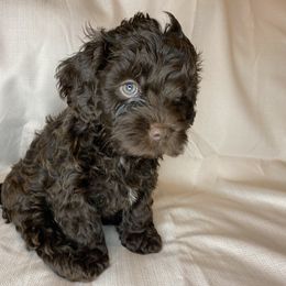 Australian Labradoodle, Cavapoo, and Cockapoo Puppies from Faith, Hope, and Doodles