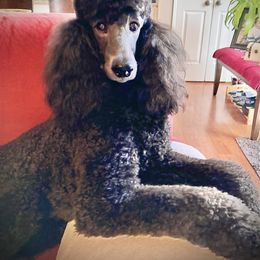 Poodle Puppies from Acqua Standard Poodles