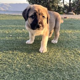 Anatolian Shepherd Dog Puppies from WanderDogs.Co