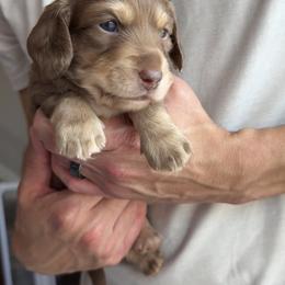 Dachshund Puppies from Lone Star Dachshunds