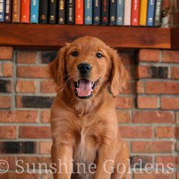 Potato - Dark golden male Golden Retriever puppy in Brookston, Indiana from Sunshine Goldens
