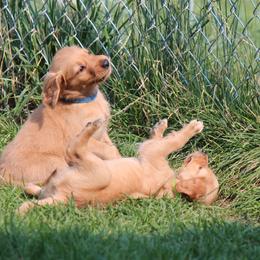 Golden Retriever Puppies from Saturday Night Golden Retrievers