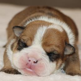 Girl 6 - female Bulldog puppy in Winnsboro, Texas from JP Ranch Bulldogs