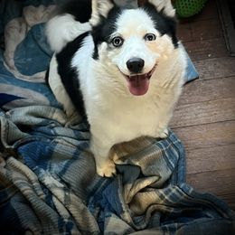 Pomsky Puppies from You Me & Our Pomskies