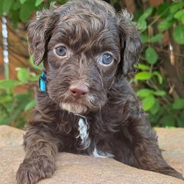 Truffle - Light Blue Collar - Chocolate female Goldendoodle puppy in Kingwood, Texas from Kingwood Goldendoodles