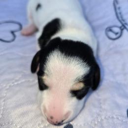 Peggy is in the middle - Black and tan female Dachshund puppy in Oklahoma City, Oklahoma from Hamm Weenies  AKC (Dachshunds)