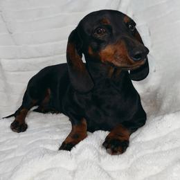Carlie - Dachshund