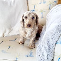 Opal - Dachshund