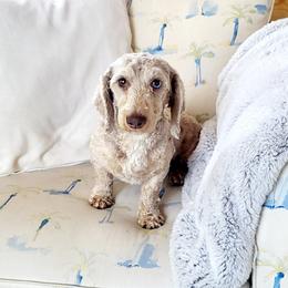 Opal - Dachshund