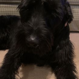 Joey - Giant Schnauzer