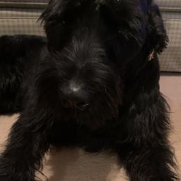 Joey - Giant Schnauzer
